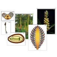 Модель-аппликация "Размножение сосны" (ламинированная) - «globural.ru» - Новосибирск