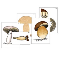 Модель-аппликация "Размножение шляпочного гриба" (ламинированная) - «globural.ru» - Новосибирск