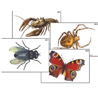 Модель-аппликация "Разнообразие беспозвоночных" (ламинированная) - «globural.ru» - Новосибирск
