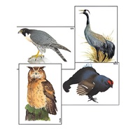 Модель-аппликация "Разнообразие высших хордовых 1. Пресмыкающиеся и птицы" (ламинированная) - «globural.ru» - Новосибирск