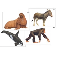 Модель-аппликация "Разнообразие высших хордовых 2. Млекопитающие" (ламинированная) - «globural.ru» - Новосибирск