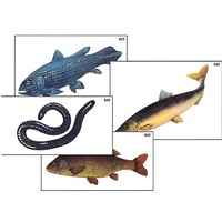 Модель-аппликация "Разнообразие низших и высших хордовых" (ламинированная) - «globural.ru» - Новосибирск