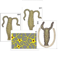 Модель-аппликация "Строение и размножение гидры" (ламинированная) - «globural.ru» - Новосибирск