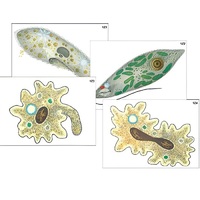 Модель-аппликация "Строение и разнообразие простейших" (ламинированная) - «globural.ru» - Новосибирск