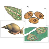 Модель-аппликация "Циклы развития печеночного сосальщика и бычьего цепня" (ламинированная) - «globural.ru» - Новосибирск