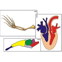 Модель-аппликация "Эволюция важнейших систем органов позвоночных" (ламинированная) - «globural.ru» - Новосибирск