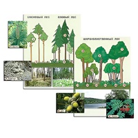 Гербарий фотографический "Растительные сообщества. Лес" (раздаточный) - «globural.ru» - Новосибирск