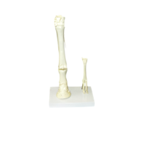 Модель "Скелет конечностей лошади и овцы" (на подставке) - «globural.ru» - Новосибирск