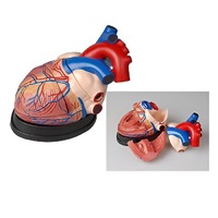 Модель сердца в разрезе (демонстрационная) - «globural.ru» - Новосибирск