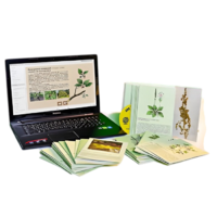 Гербарий натурально-интерактивный "Дикорастущие растения" - «globural.ru» - Новосибирск