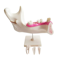 Комплект моделей - «globural.ru» - Новосибирск