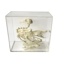 Комплект скелетов различных классов животных - «globural.ru» - Новосибирск