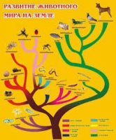 Стенд "Развитие животного мира на земле" - «globural.ru» - Новосибирск