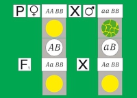 Модель-аппликация Дигибридное скрещивание. Законы Менделя. (набор из 84 карт) - «globural.ru» - Новосибирск