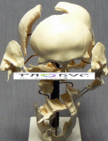 Модель "Кости черепа" (смонтированный на одной подставке) - «globural.ru» - Новосибирск