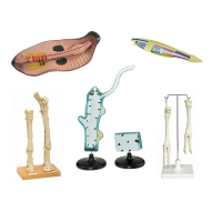 Комплект зоологических моделей демонстрационный - «globural.ru» - Новосибирск