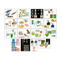 Комплект моделей-аппликаций демонстрационный - «globural.ru» - Новосибирск