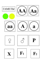 Модель-аппликация Моногибридное скрещивание и его цитологические основы - «globural.ru» - Новосибирск
