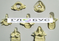 Модель Позвонки человека 7 штук - «globural.ru» - Новосибирск