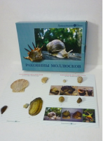 Коллекция "Раковины моллюсков" (вариант 2) - «globural.ru» - Новосибирск