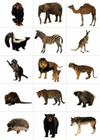 Комплект карточек. Серия наглядных пособий "Запоминай, играй, считай". Дикие животные - «globural.ru» - Новосибирск