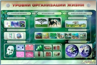 Электрифицированный стенд "Уровни организации жизни" - «globural.ru» - Новосибирск