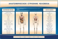 Электрифицированный стенд-тренажер c макетом скелета "Анатомическое строение человека" - «globural.ru» - Новосибирск