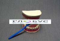 Модель "Уход за зубами" - «globural.ru» - Новосибирск