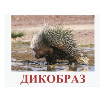 Карточки Домана "Дикие животные-3" - «globural.ru» - Новосибирск