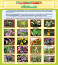 Стенд "Красная книга - растения" - «globural.ru» - Новосибирск