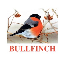 "Birds-1" ("Птицы-1") английские карточки Домана - «globural.ru» - Новосибирск