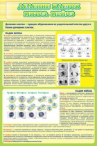 Стенд "Деление клеток митоз, мейоз" - «globural.ru» - Новосибирск