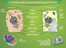Стенд "Строение животной и растительной клеток" - «globural.ru» - Новосибирск