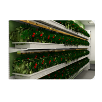 Стеллаж для выращивания клубники "Стена" - «globural.ru» - Новосибирск