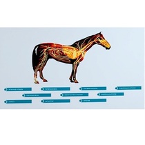 Стенд-планшет светодинамический "Изучение кровеносной системы сельскохозяйственных животных" со сменными панелями - «globural.ru» - Новосибирск