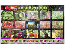 Комплект оборудования "Живой уголок" (растения) с тифлопереводом и сурдокомментариями - «globural.ru» - Новосибирск