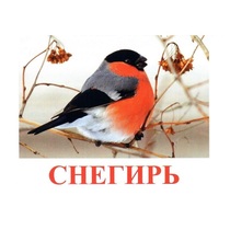 Карточки Домана "Птицы-1" - «globural.ru» - Новосибирск
