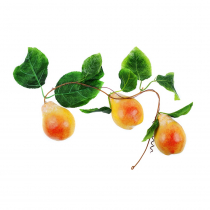 Муляж "Ветка груши" - «globural.ru» - Новосибирск