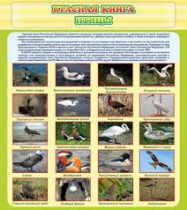 Стенд "Красная книга - птицы" - «globural.ru» - Новосибирск