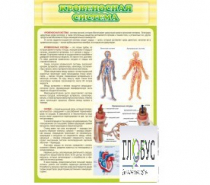 Стенд "Кровеносная система" - «globural.ru» - Новосибирск