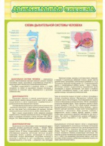 Стенд "Дыхательная система" - «globural.ru» - Новосибирск