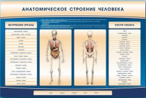 Электрифицированный стенд-тренажер c макетом скелета "Анатомическое строение человека" - «globural.ru» - Новосибирск
