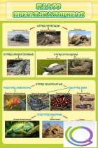 Стенд "Класс пресмыкающиеся" - «globural.ru» - Новосибирск