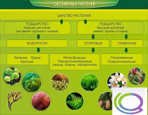 Стенд "Систематика растений" - «globural.ru» - Новосибирск
