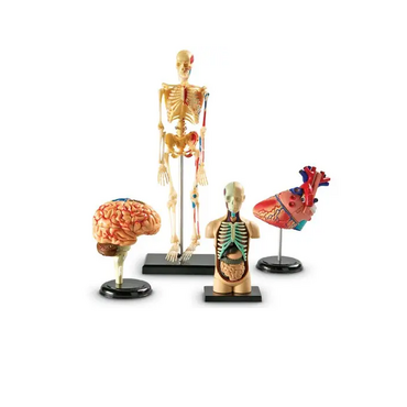 Дидактическое пособие по окружающему миру «Изучаем строение человека» (Анатомические модели) - «globural.ru» - Новосибирск