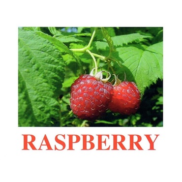"Berries-1" ("Ягоды-1") английские карточки Домана - «globural.ru» - Новосибирск