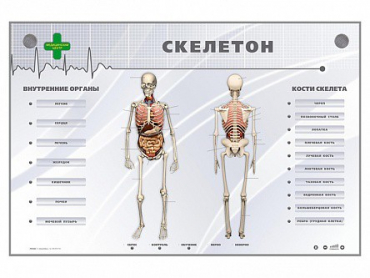 Электрифицированный стенд-тренажер "Скелетон" - «globural.ru» - Новосибирск