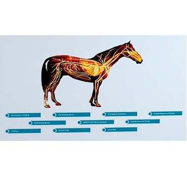 Стенд-планшет светодинамический "Изучение кровеносной системы сельскохозяйственных животных" со сменными панелями - «globural.ru» - Новосибирск