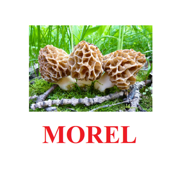 "Mushrooms" ("Грибы") английские карточки Домана - «globural.ru» - Новосибирск
