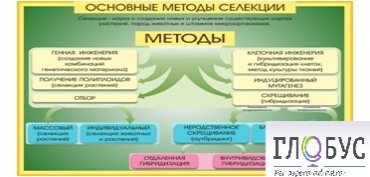 Стенд "Методы селекции и биотехнологии" - «globural.ru» - Новосибирск